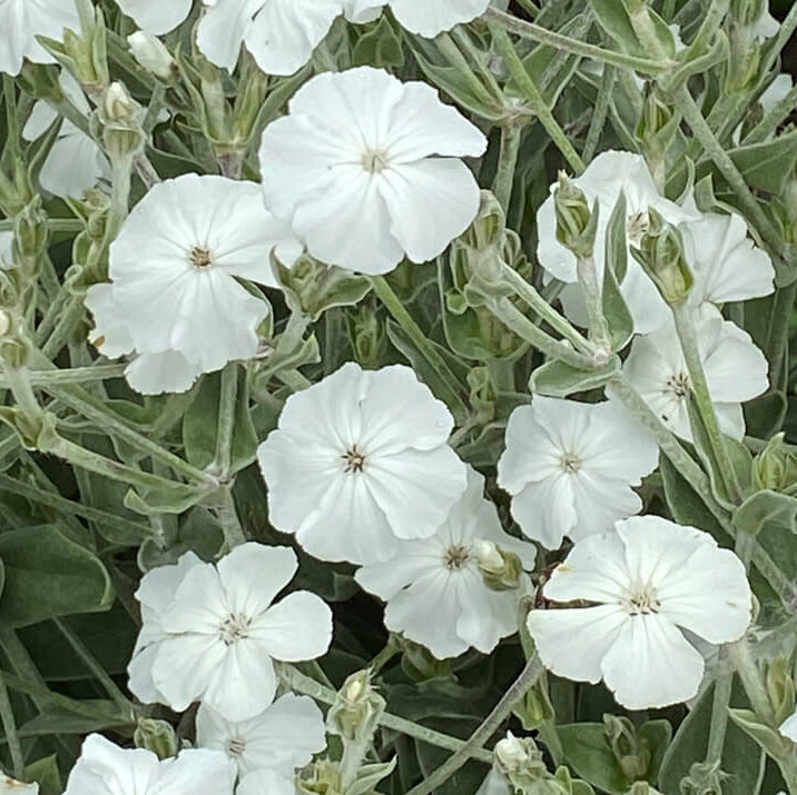 Coronaria Alba Lychnis plant