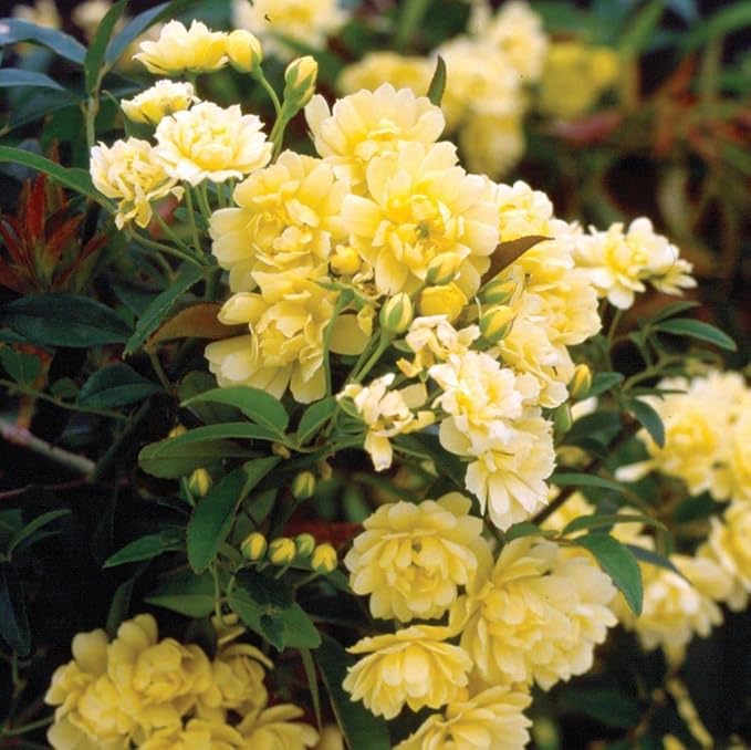 Yellow Lady flower seeds