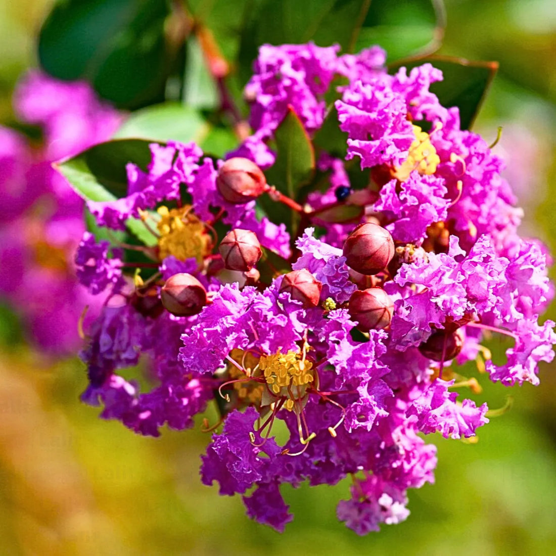 Lagerstroemia Indica flower seeds
