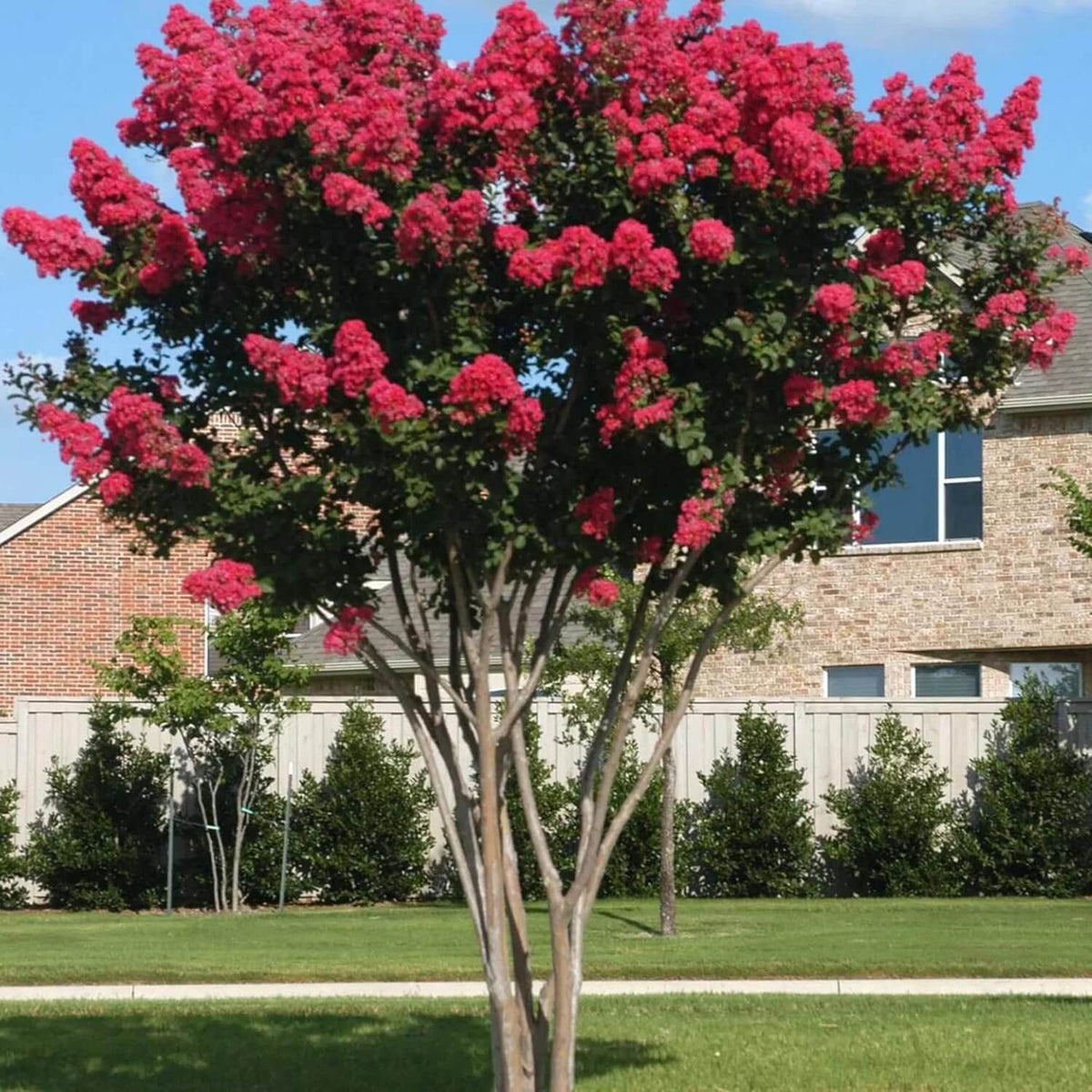 Myrtle Lagerstroemia indica plant