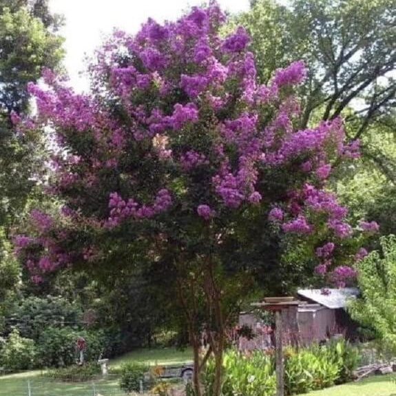 Myrtle Lagerstroemia speciosa plant