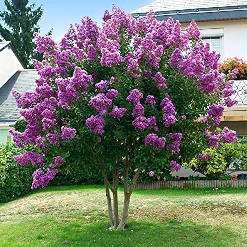 Myrtle Lagerstroemia speciosa plant