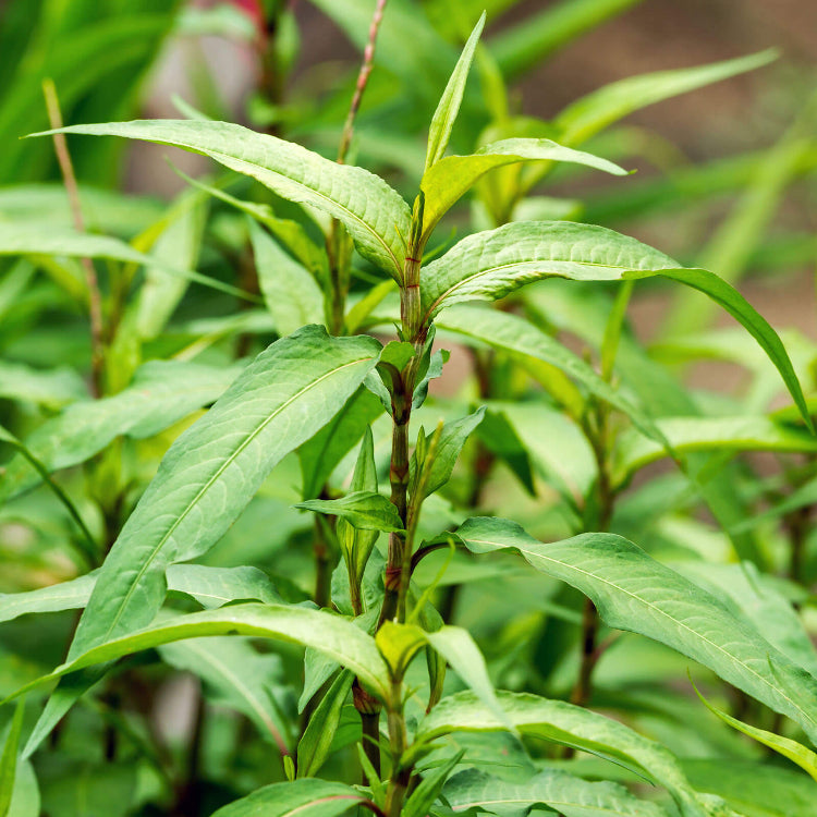 Laksa Leaf plant