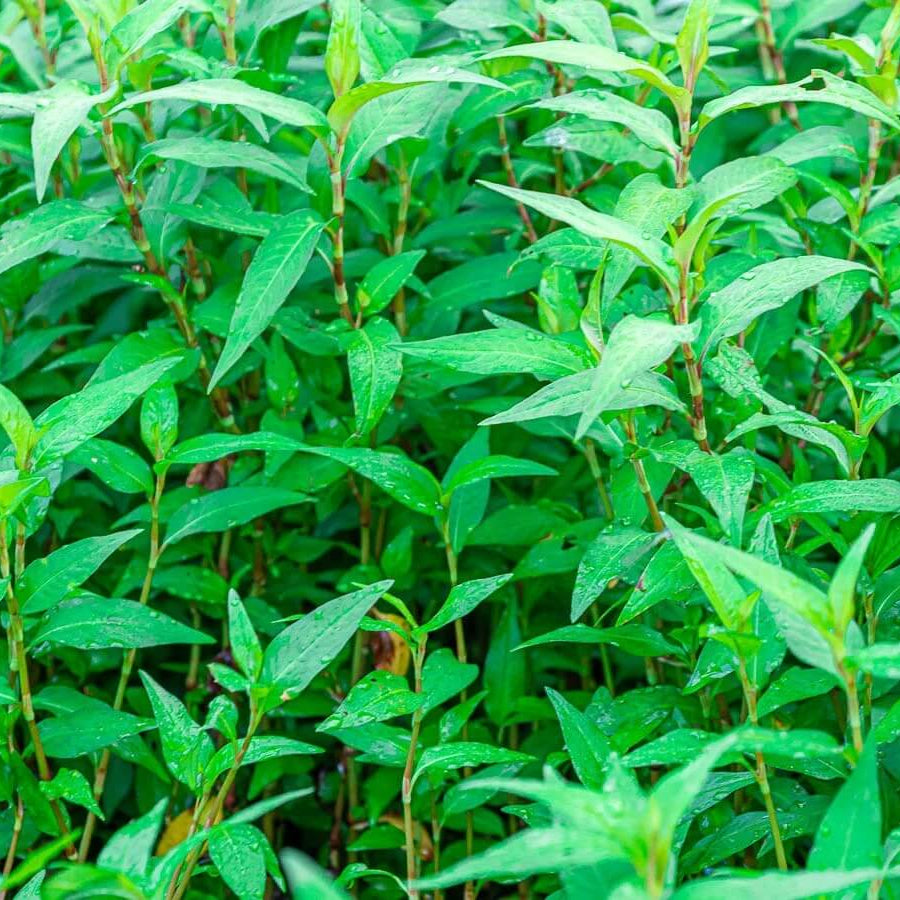 Laksa Leaf plant