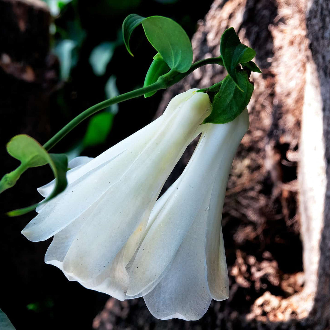 White Lapageria flower seeds