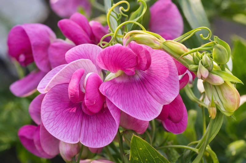 Pink Lathyrus Flower Seeds for Planting – Heirloom Non-GMO Garden Seeds