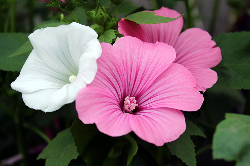 White and Pink Lavatera Flower Seeds for Planting – Heirloom Non-GMO Garden Seeds