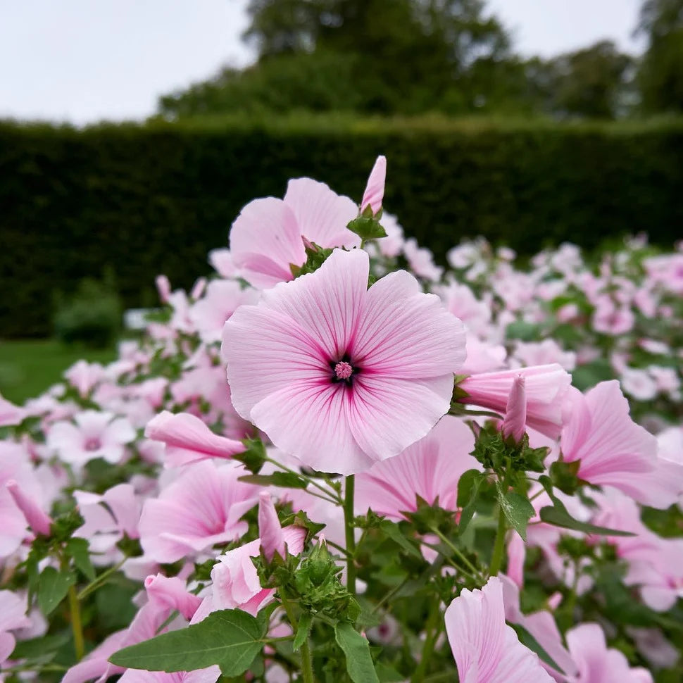 Pink Lavatera flower seeds
