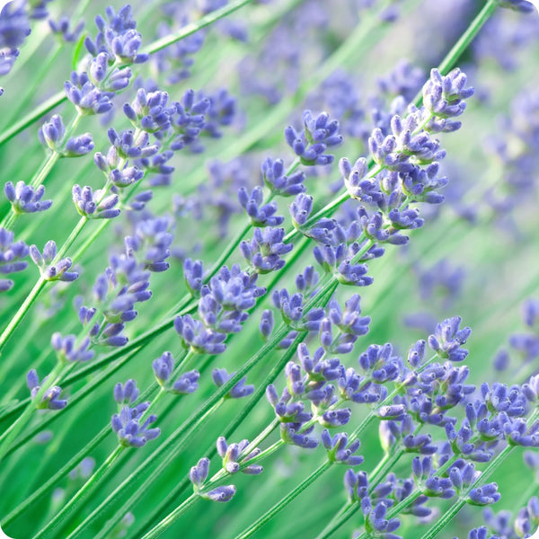 Munstead Lavender Flower Seeds for Planting – Heirloom Non-GMO Garden Seeds