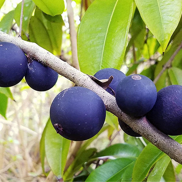 Graines de Jaboticaba de Sabará – Arbre fruitier Myrciaria cauliflora