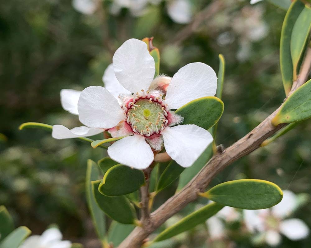 White Leptospermum flower seeds