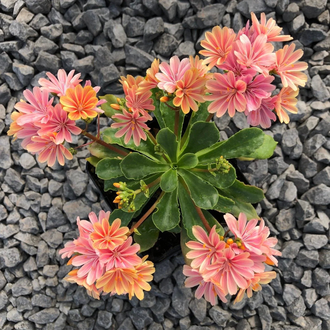 Lewisia flower seeds