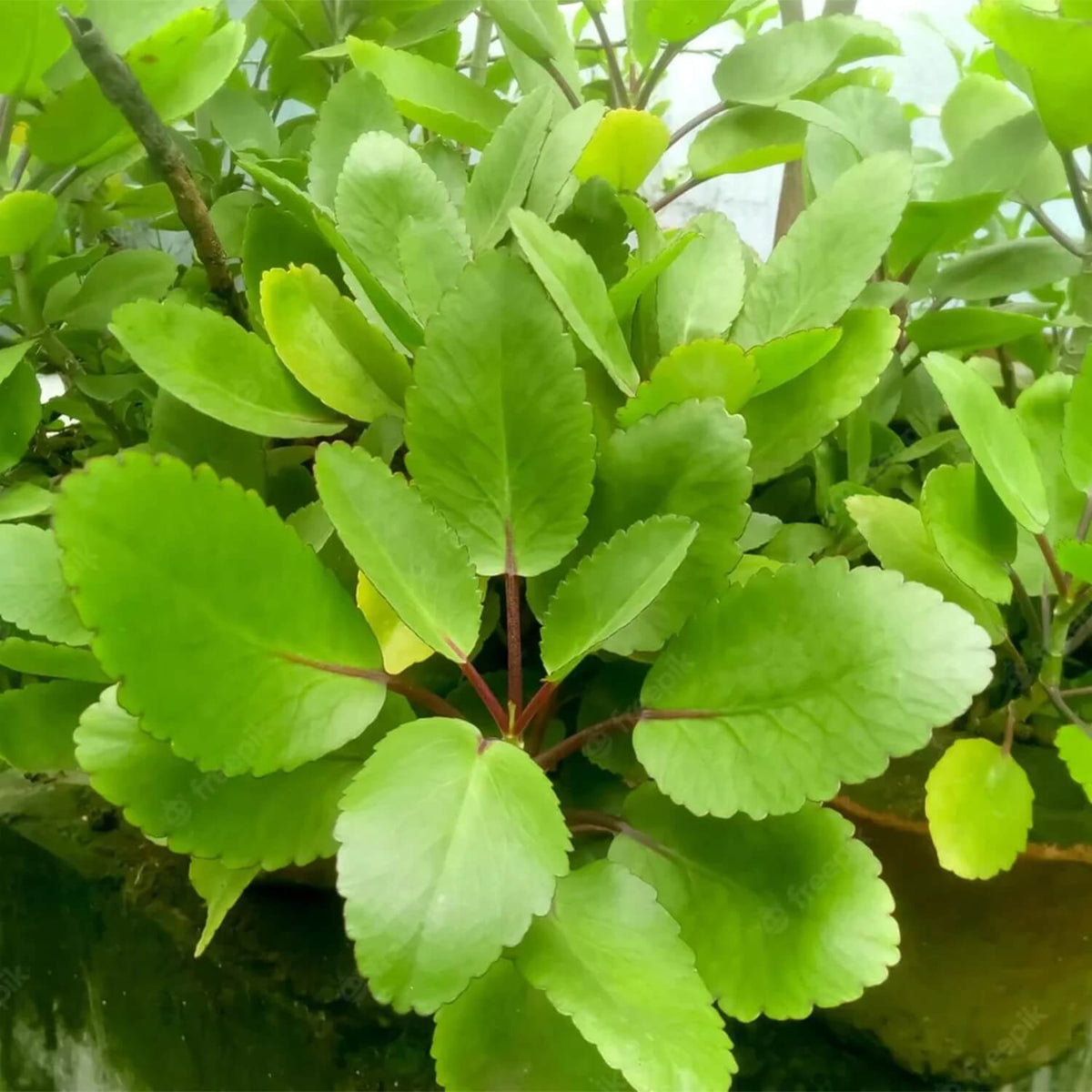 Life Plant