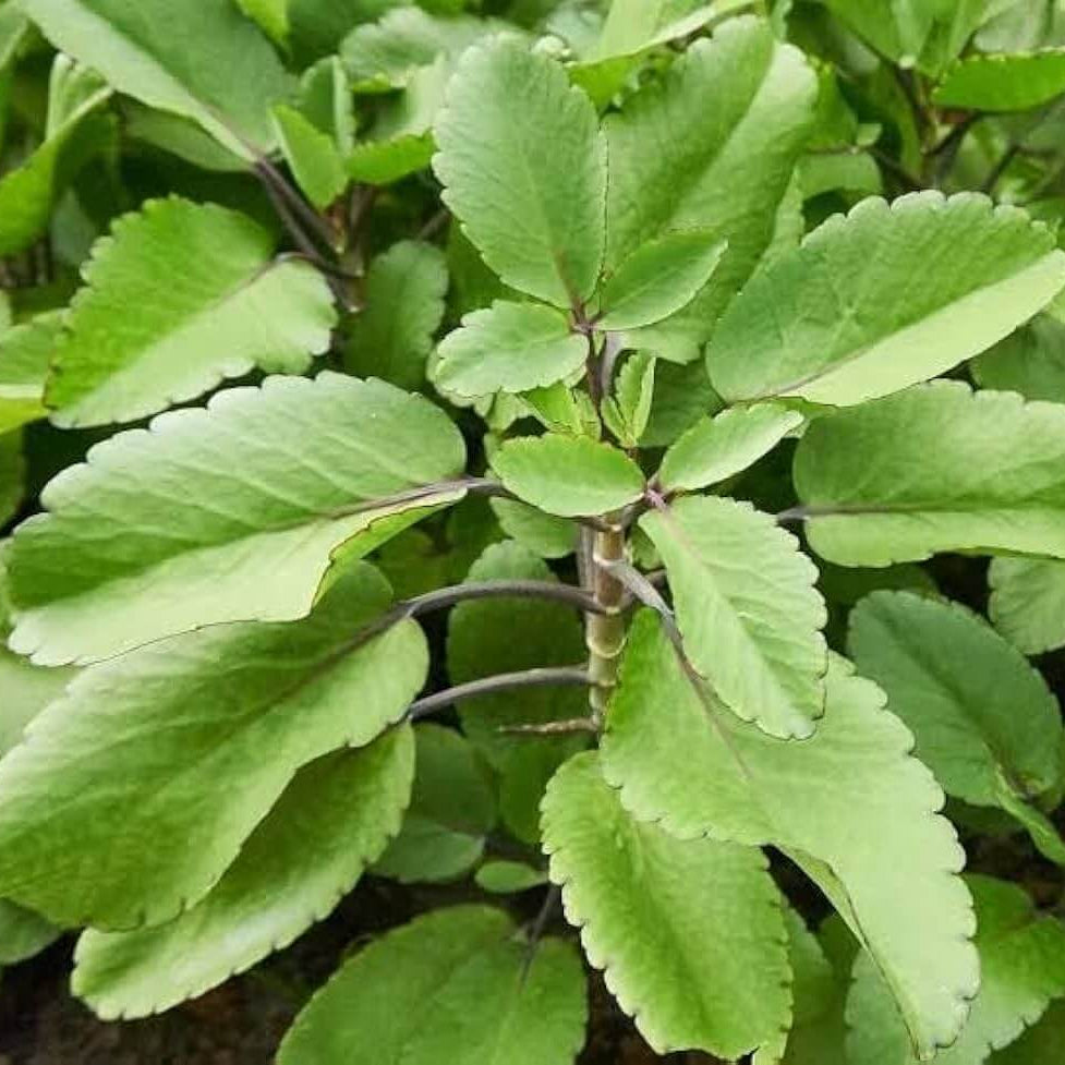 Life Plant
