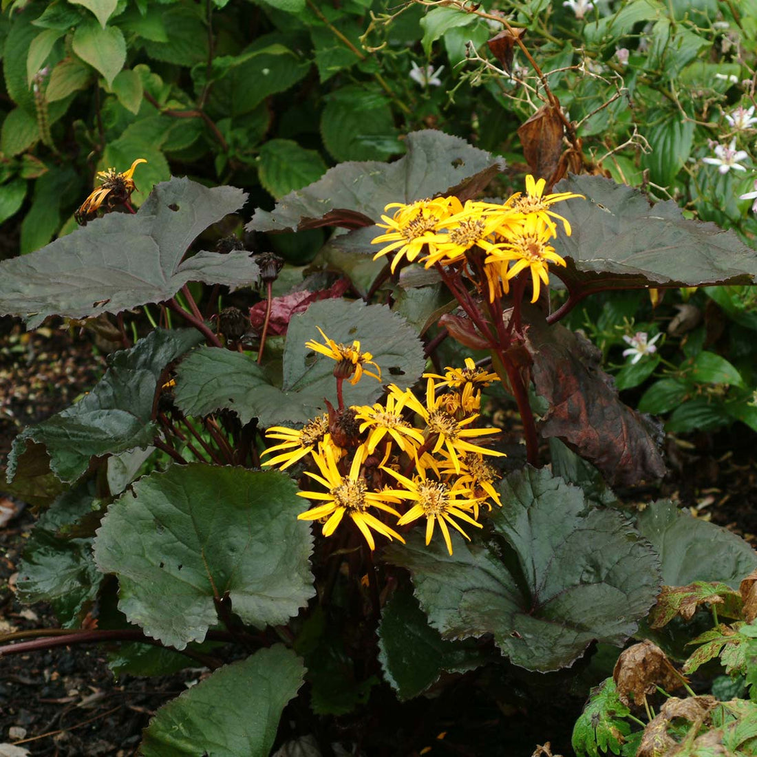 Brittmarie Craw flower seeds