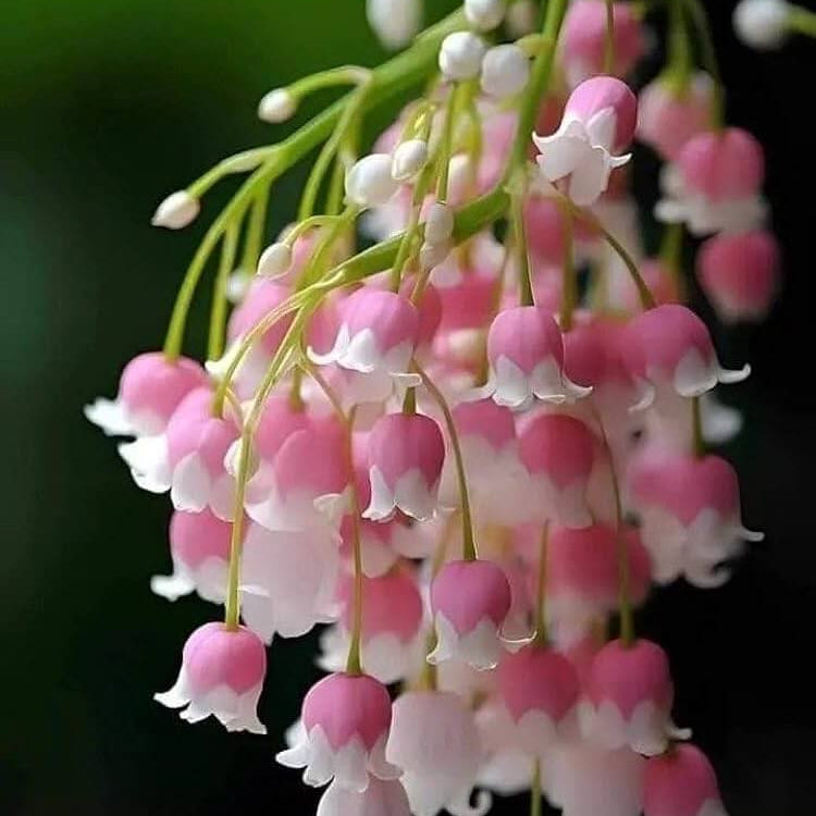 of the Valley plant
