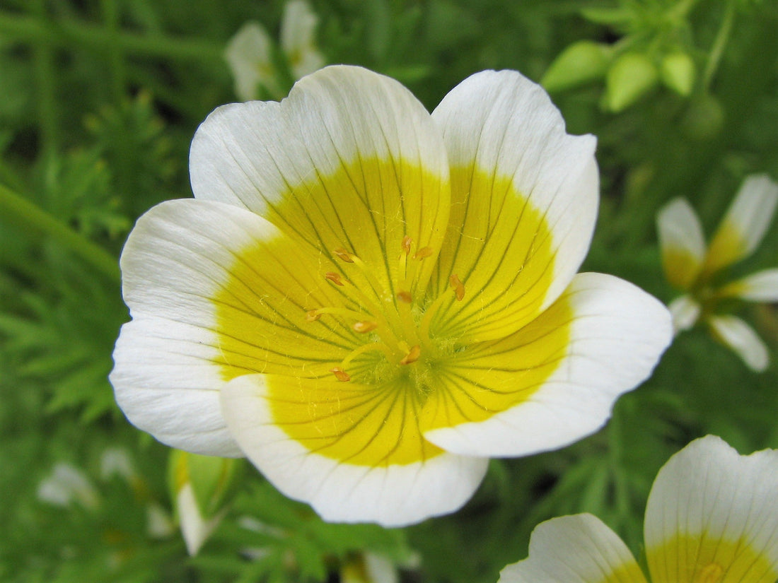 White Yellow flower seeds