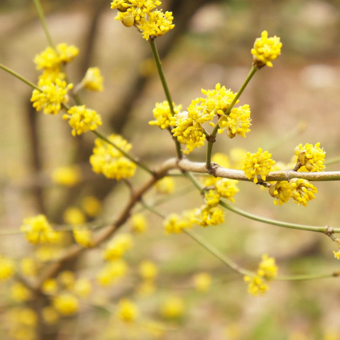 Lindera Benzoin Spicebush plant