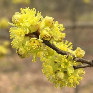 Lindera Benzoin Spicebush plant