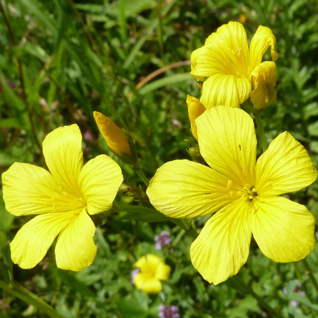 Linum Flavum flower seeds