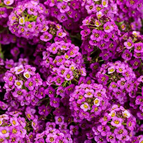 Pink Lobularia flower seeds