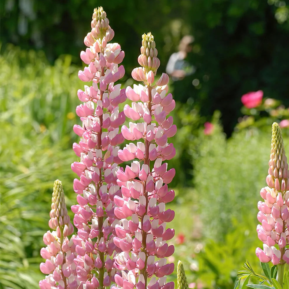 & White Lupine plant