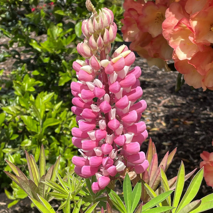 Thick Pink flower seeds