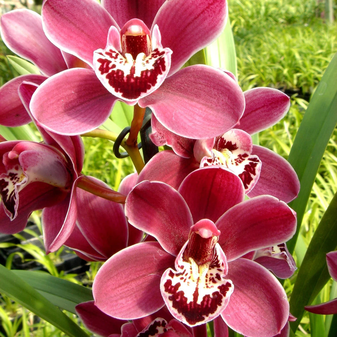Red Cymbidium flower seeds