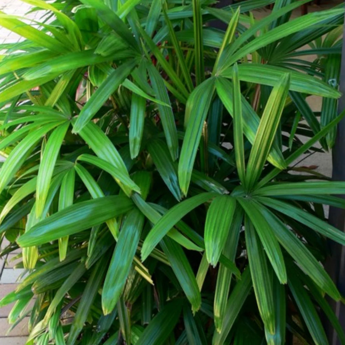 Rhapis flower seeds