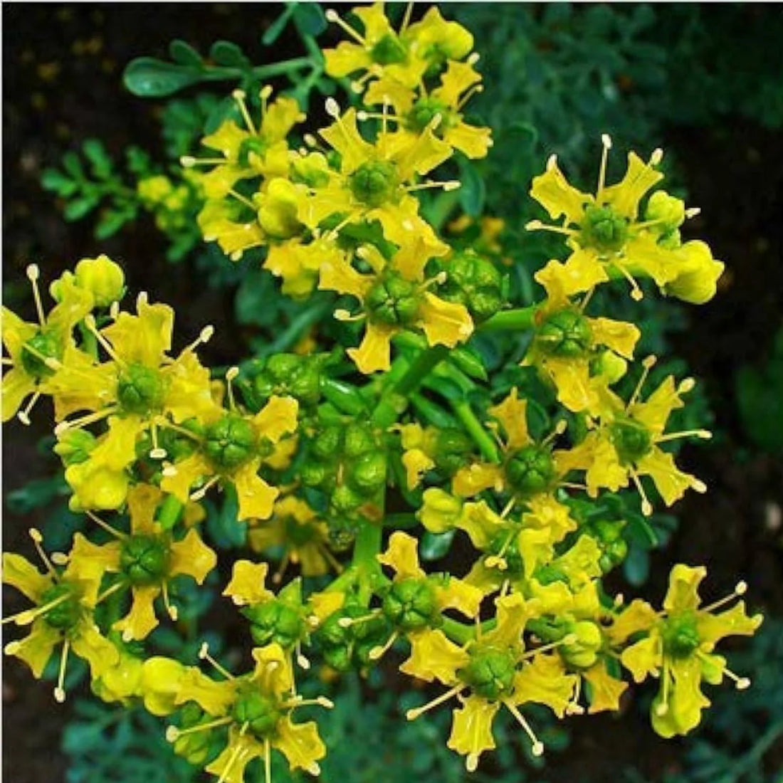 Ruta Graveolens flower seeds
