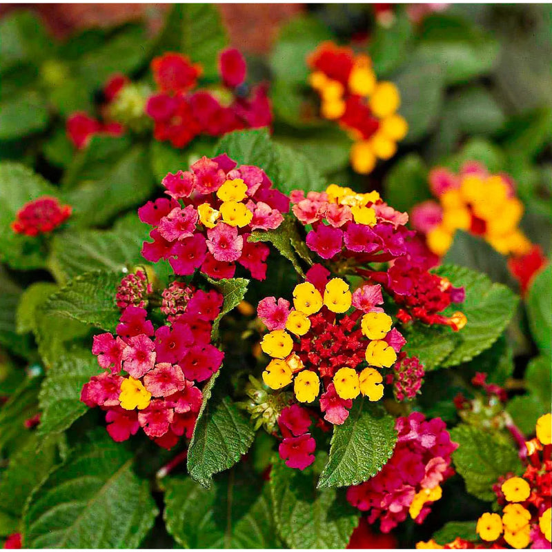 Camara Flower Seeds for Planting – Heirloom Non-GMO Garden Seeds