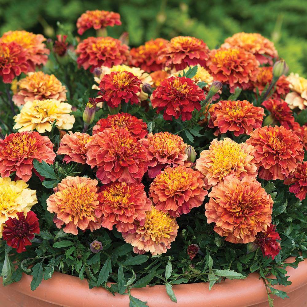 Strawberry Blonde Marigold plant