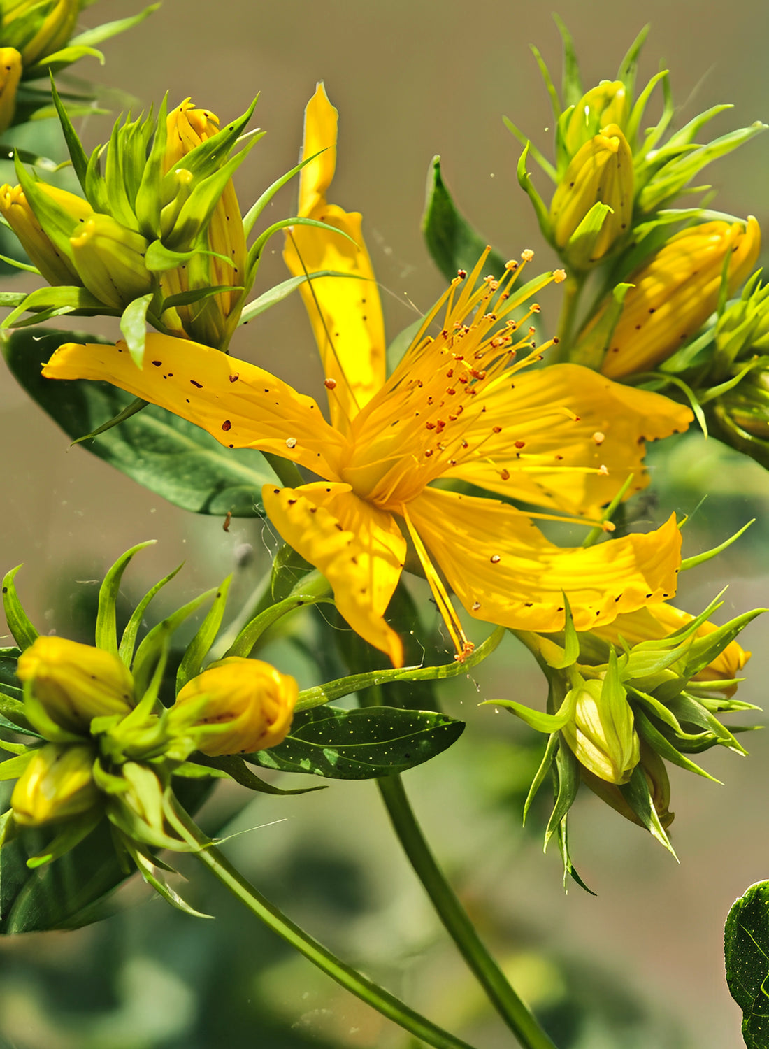 Hypericum flower seeds