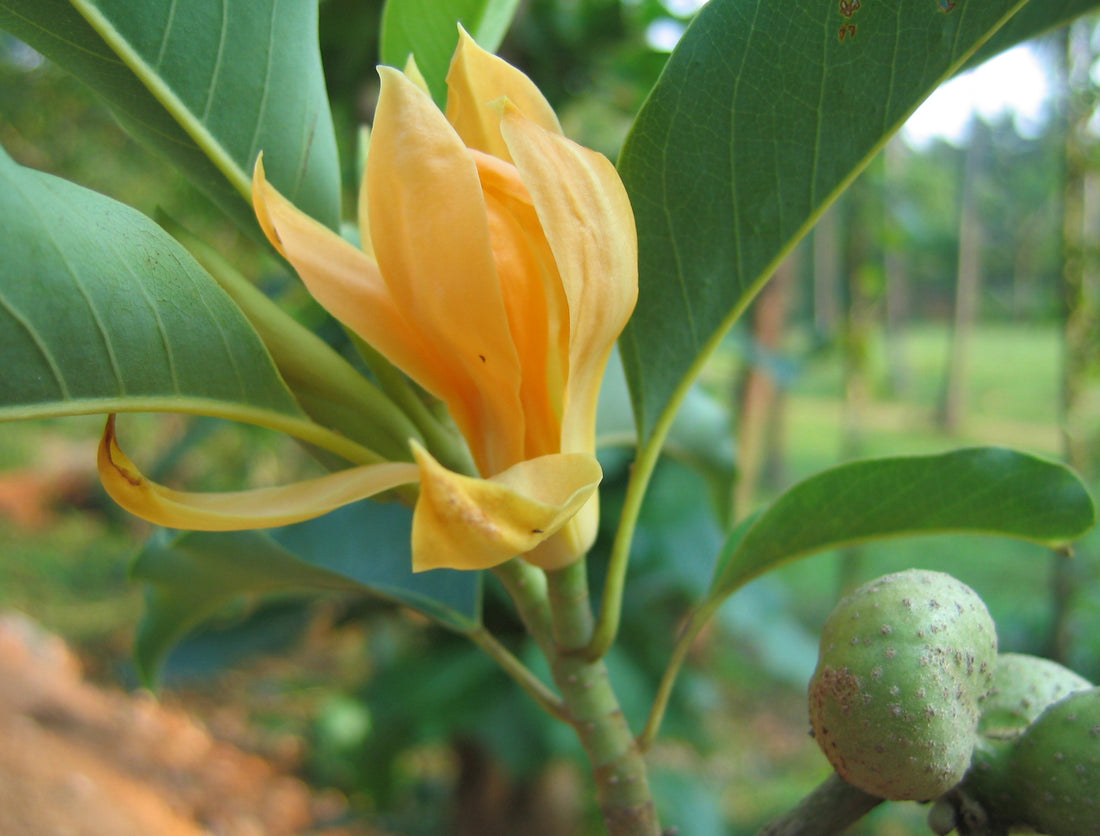 Champaca flower seeds