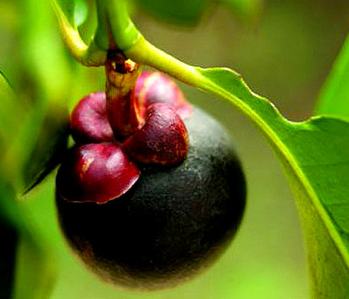 Mangosteen Fruit Seeds for Planting – Heirloom Non-GMO Garden Seeds
