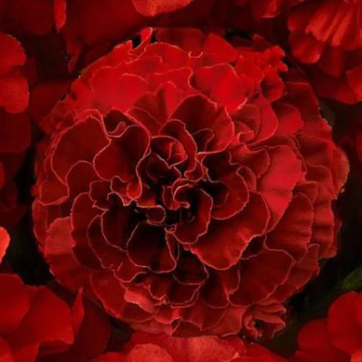 Dark Red flower seeds