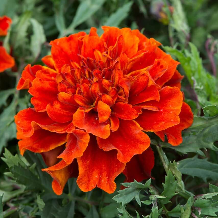 Bronze Marigold plant
