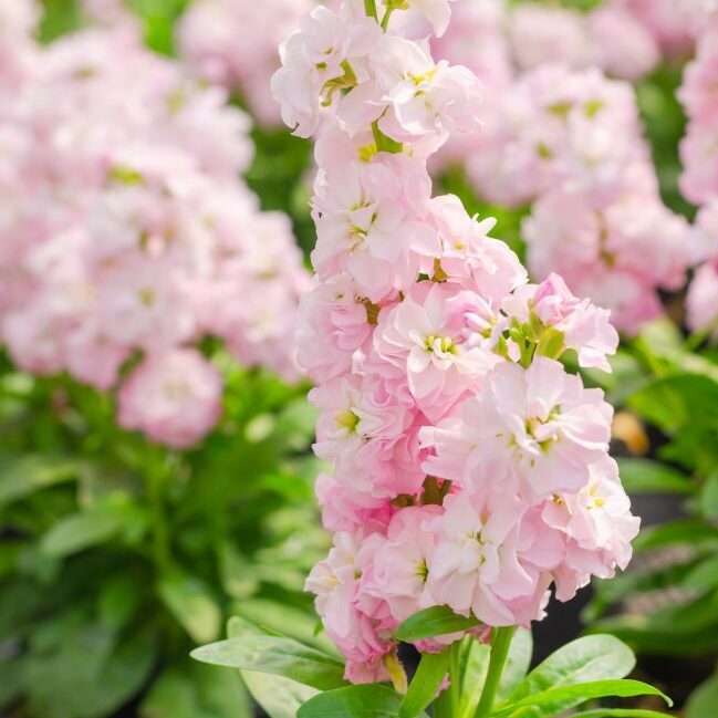 Light Pink flower seeds