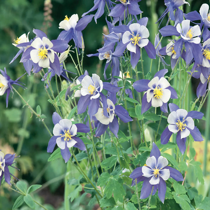 Columbine Aquilegia flower seeds