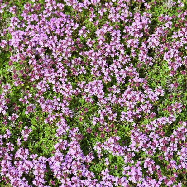Thyme Ground Cover plant