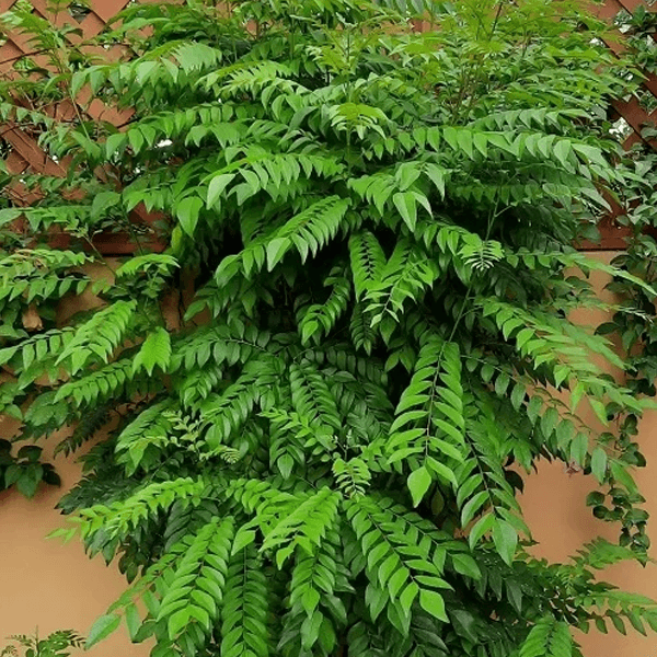 Meethi Neem plant
