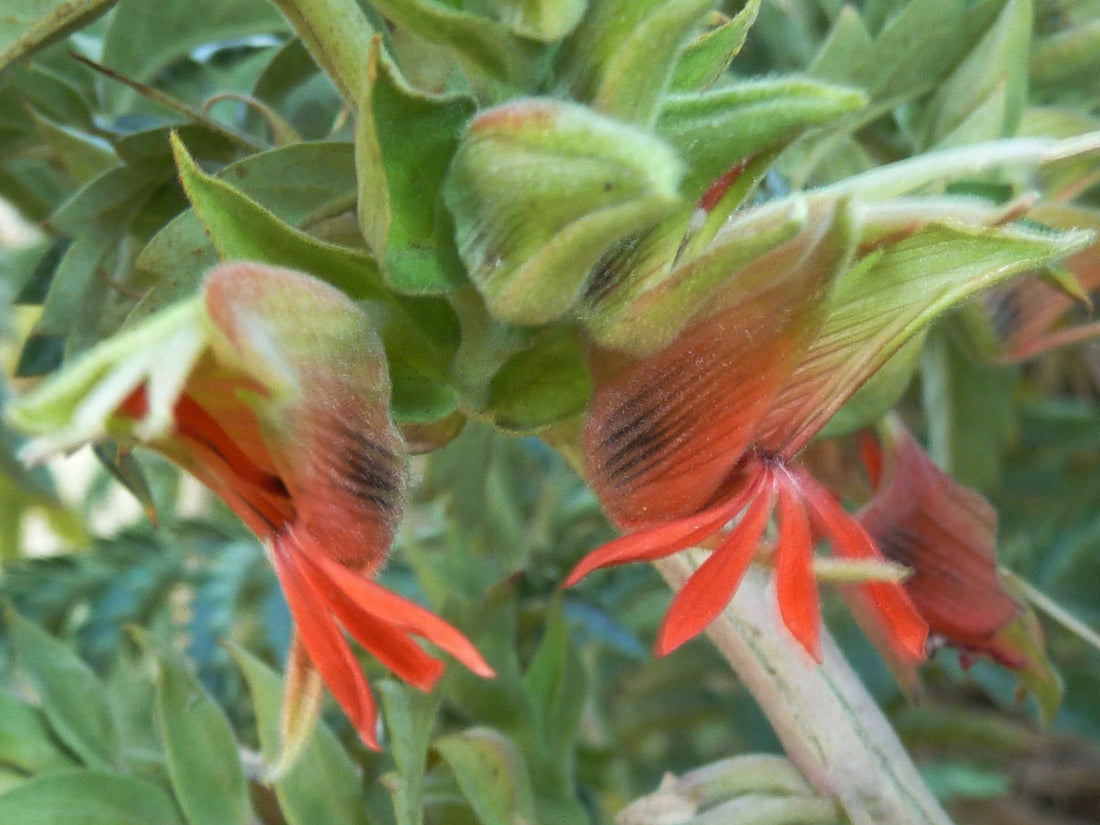 Melianthus Comosus flower seeds