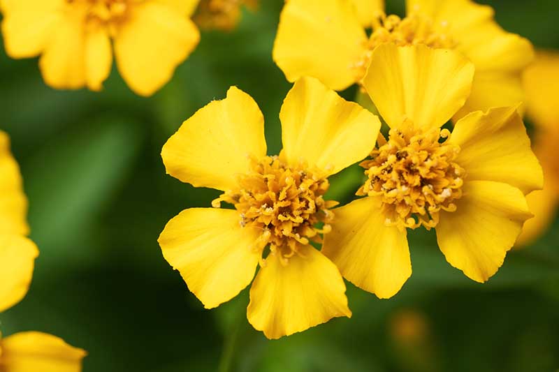 Yellow Mexican flower seeds