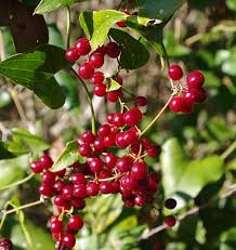 Miracle Fruit seeds for planting – heirloom tropical fruit garden variety