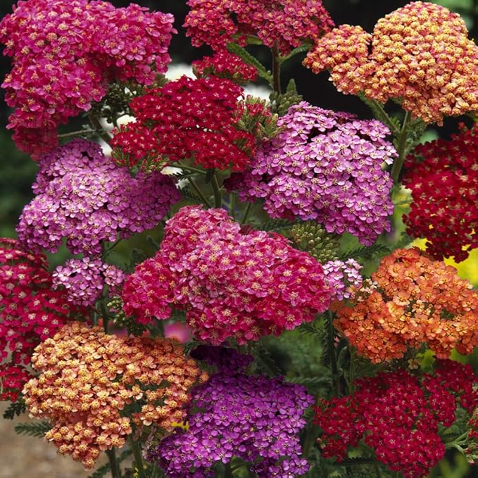 Achillea flower seeds