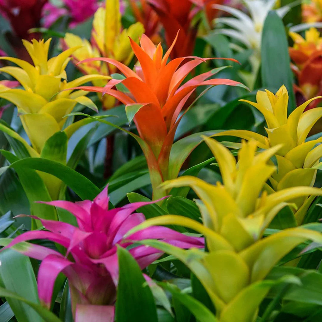 Bromeliad flower seeds