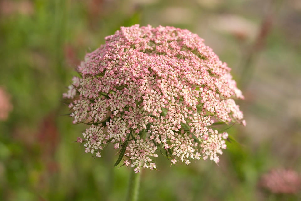 Dara Anne'S flower seeds