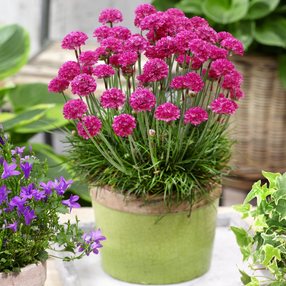 Joystick flower seeds