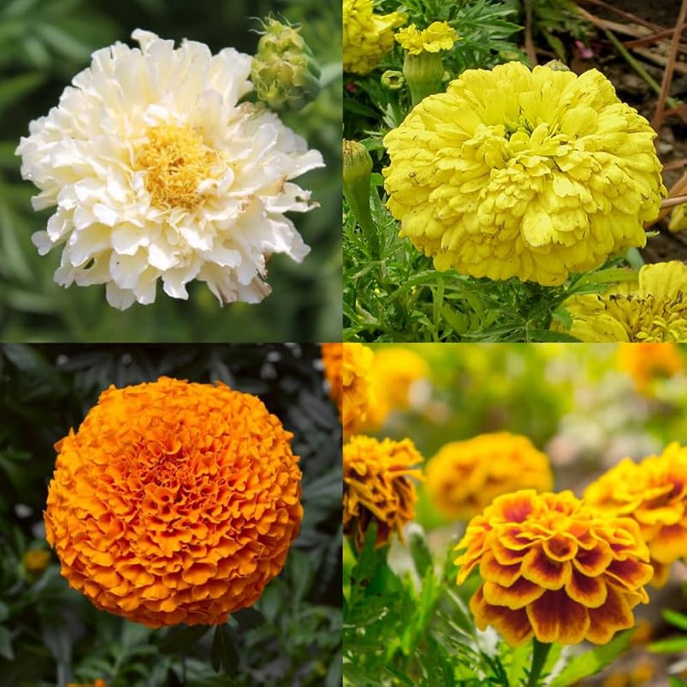 Marigold flower seeds