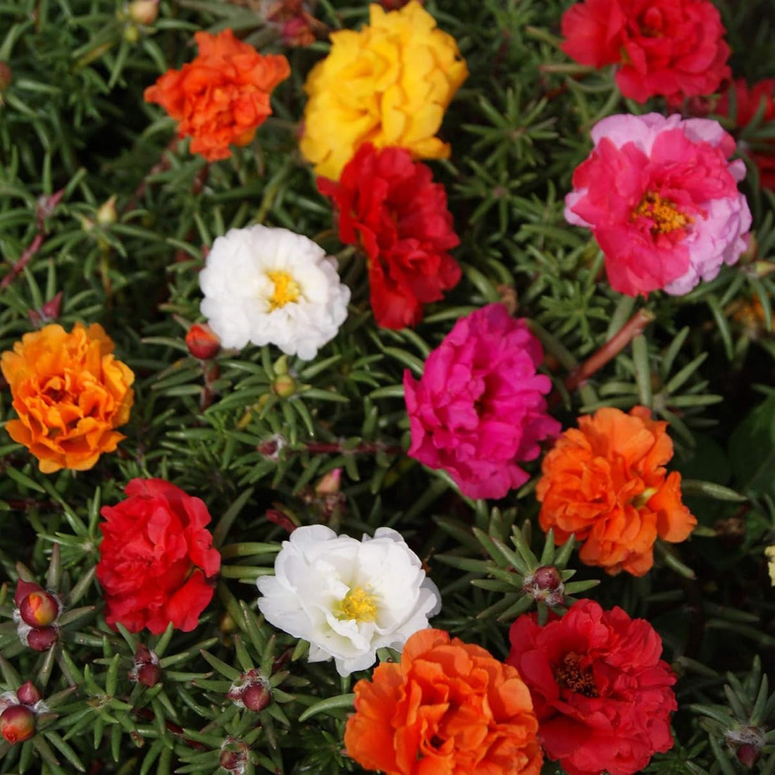Mexican Rose flower seeds
